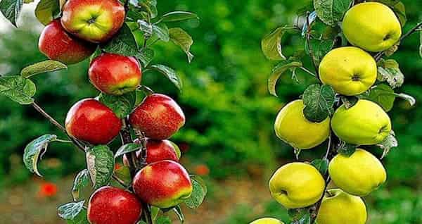 تصویر 1 از قیمت سیب زرد + خرید باور نکردنی